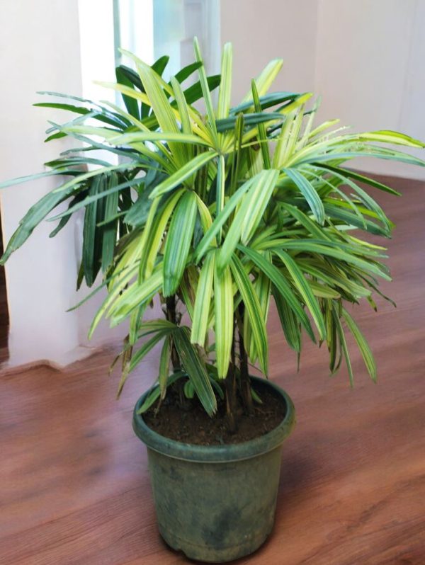 Rhapis Palm Variegated