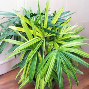 Rhapis Palm Variegated