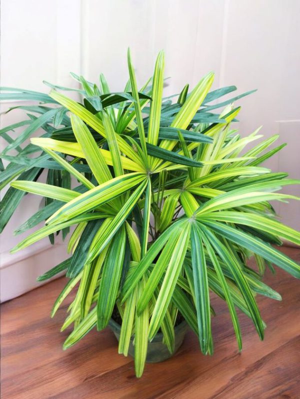 Rhapis Palm Variegated