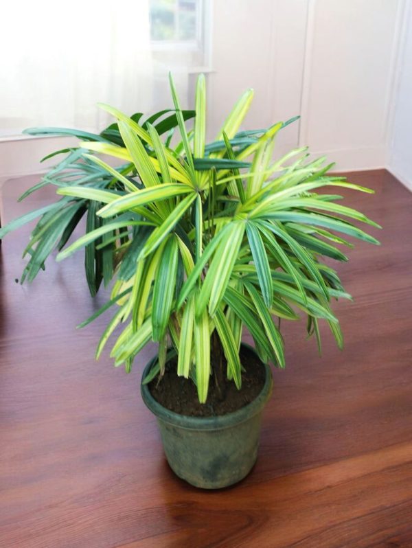 Rhapis Palm Variegated