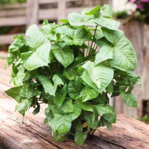 Syngonium Green, Syngonium podophyllum