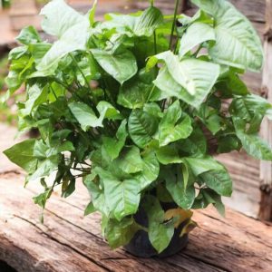 Syngonium Green, Syngonium podophyllum