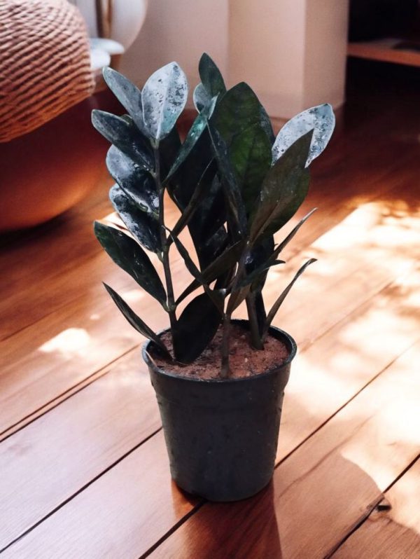 Zamia Black Raven Plant (Black ZZ)