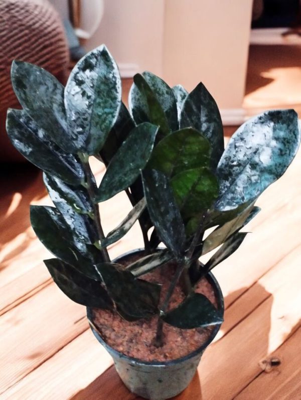 Zamia Black Raven Plant (Black ZZ)