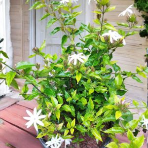 Jasminum Multipartitum