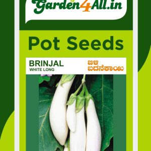 Brinjal White Long Seeds