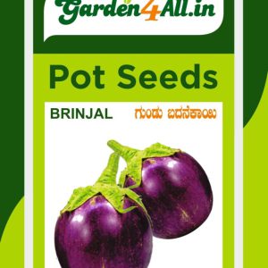 Brinjal Purple Round Seeds