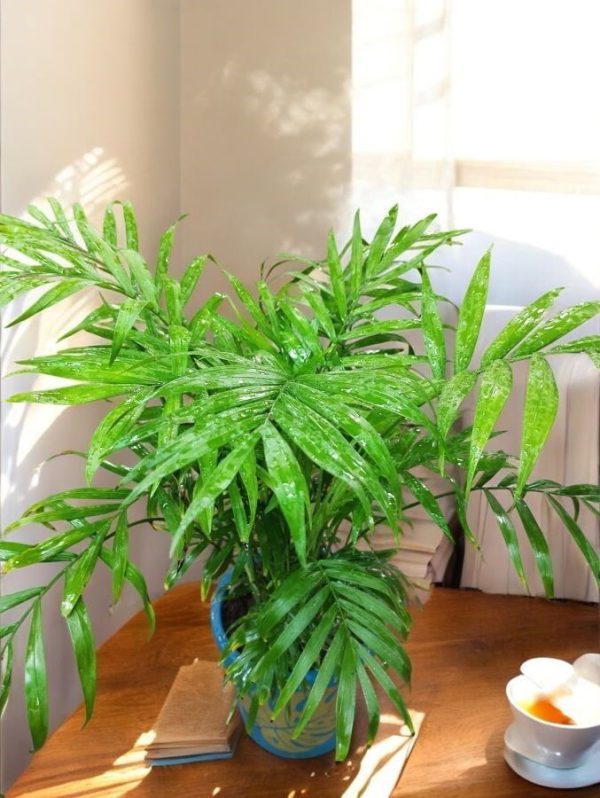 Chamaedorea Elegans Table Palm in a Design Mud Pot