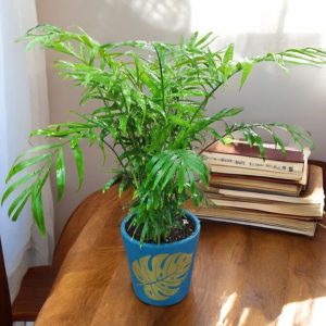 Chamaedorea Elegans Table Palm in a Design Mud Pot