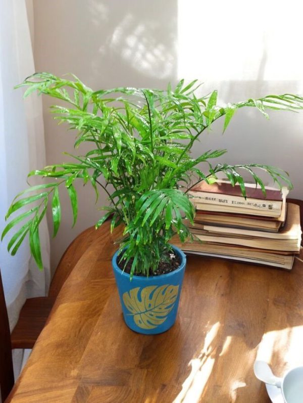 Chamaedorea Elegans Table Palm in a Design Mud Pot