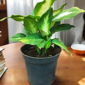 Dieffenbachia Camille