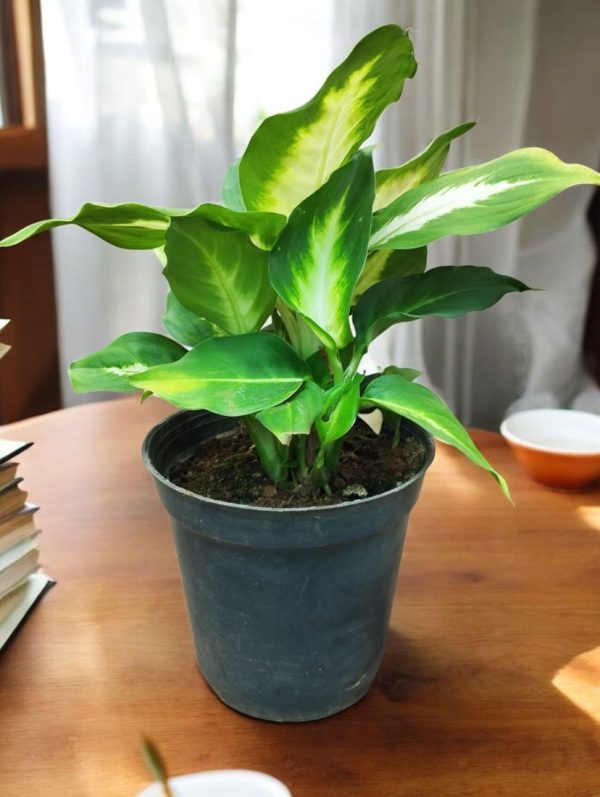 Dieffenbachia Camille