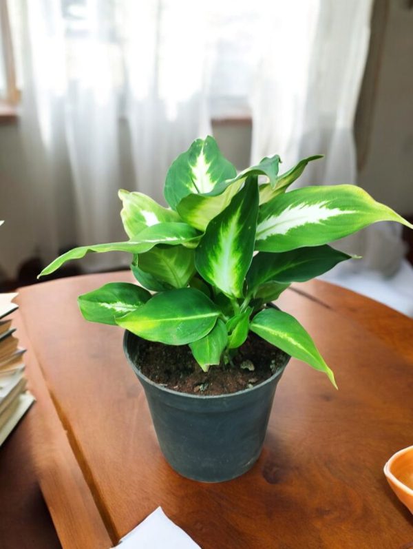 Dieffenbachia Camille