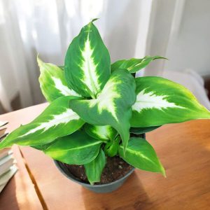 Dieffenbachia Camille