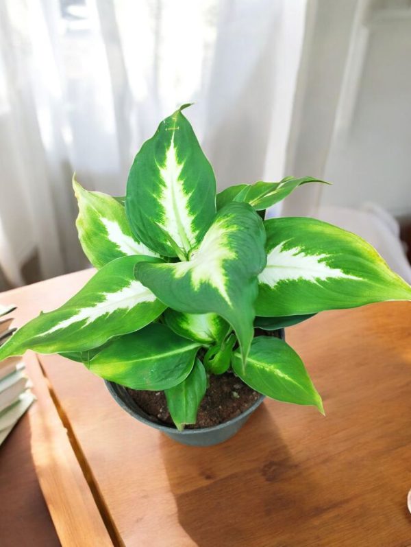 Dieffenbachia Camille