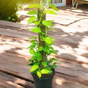 Golden Money plant With Moss Stick