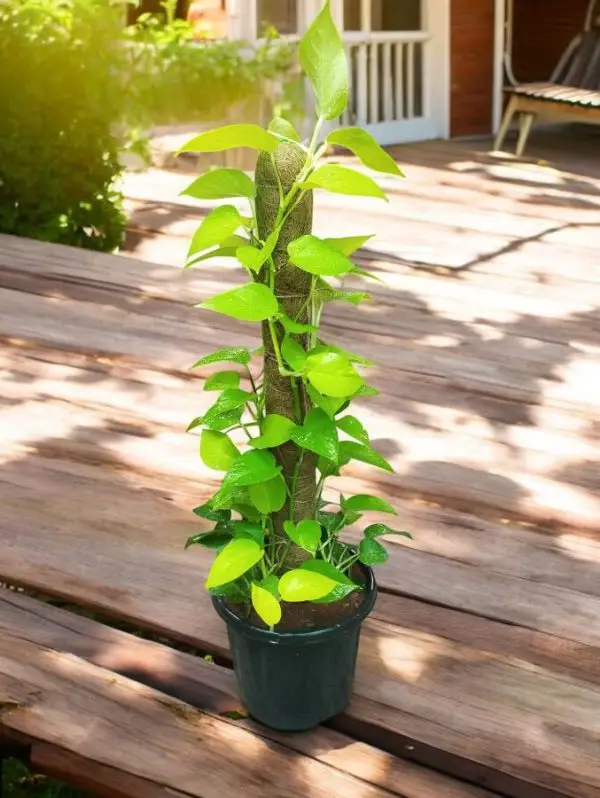 Golden Money plant With Moss Stick