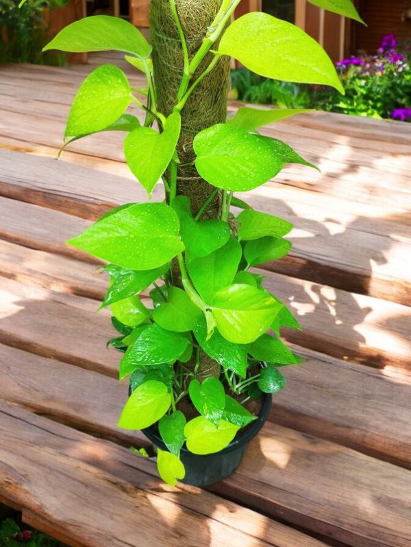 Golden Money plant With Moss Stick