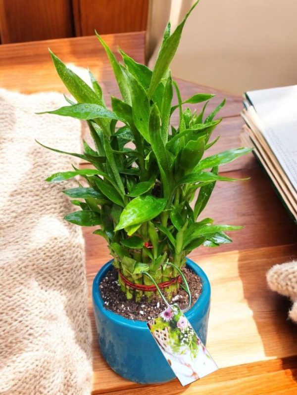 Lucky Bamboo in Premium Ceramic Pot