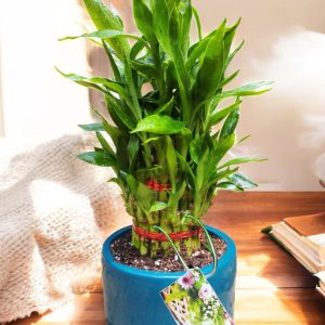 Lucky Bamboo in Premium Ceramic Pot