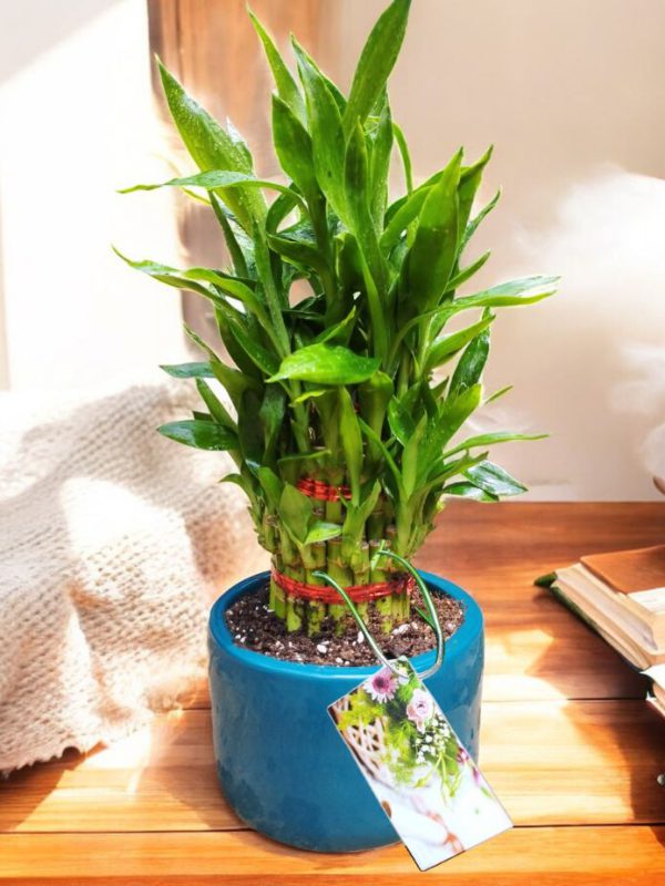 Lucky Bamboo in Premium Ceramic Pot