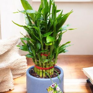 Lucky Bamboo in Premium Ceramic Pot