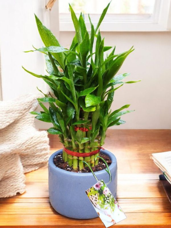 Lucky Bamboo in Premium Ceramic Pot