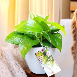 Money Plant Green Gifting