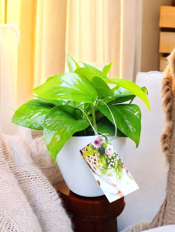 Money Plant Green Gifting