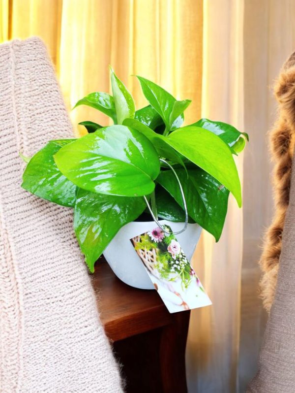 Money Plant Green Gifting