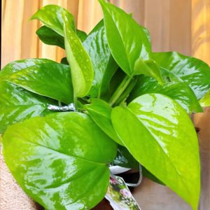 Money Plant Green Gifting