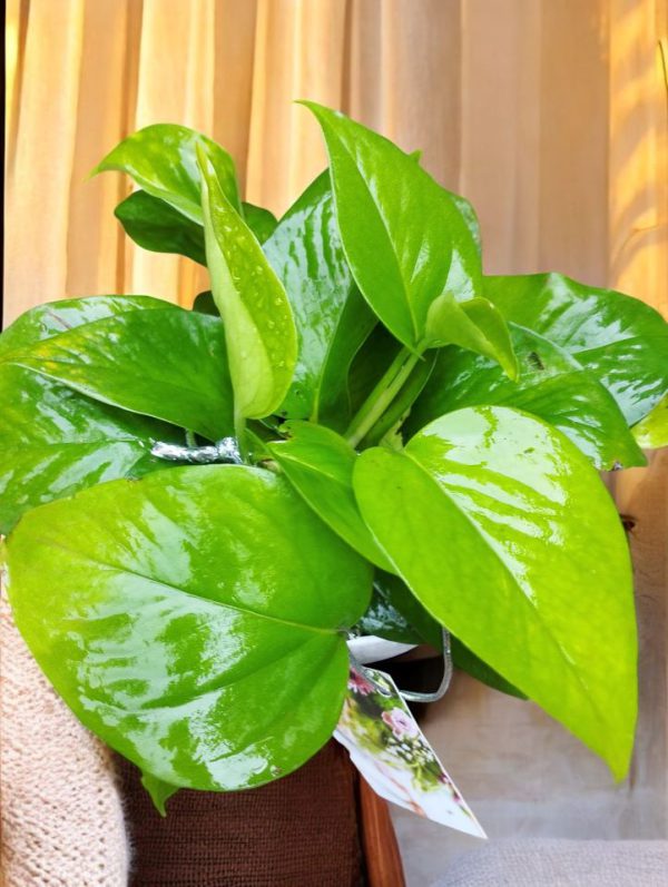 Money Plant Green Gifting