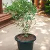Murraya Paniculata Orange Jasmine Madhu Kamini Plant