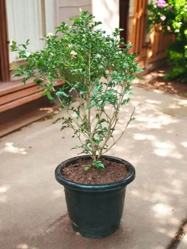 Murraya Paniculata Orange Jasmine Madhu Kamini Plant