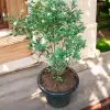 Murraya Paniculata Orange Jasmine Madhu Kamini Plant