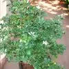 Murraya Paniculata Orange Jasmine Madhu Kamini Plant