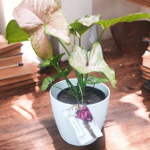 Neon Robusta Arrowhead Plant Gifting