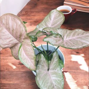 Neon Robusta Arrowhead Plant Gifting