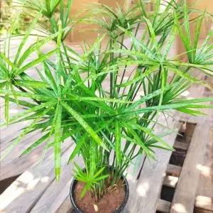 Papyrus Umbrella Plant