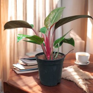 Philodendron Red Congo