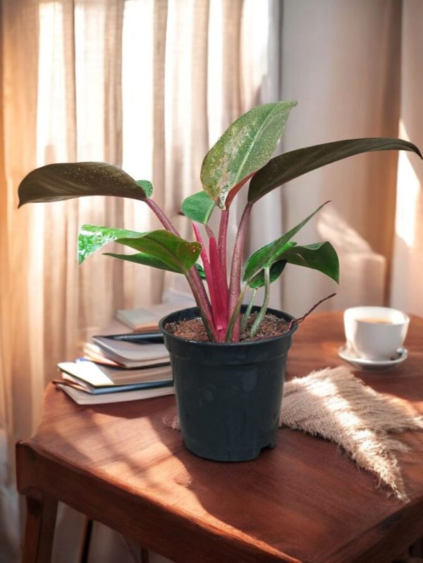 Philodendron Red Congo