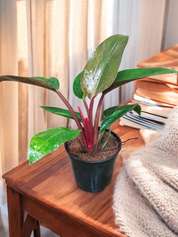 Philodendron Red Congo