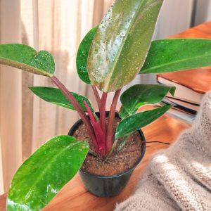 Philodendron Red Congo