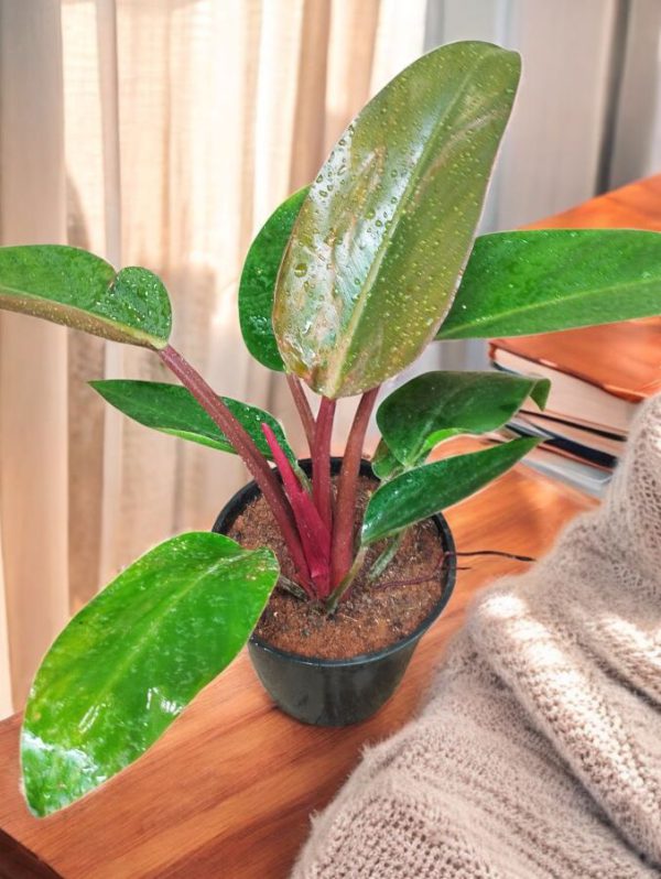 Philodendron Red Congo