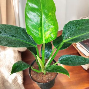 Philodendron Green Congo