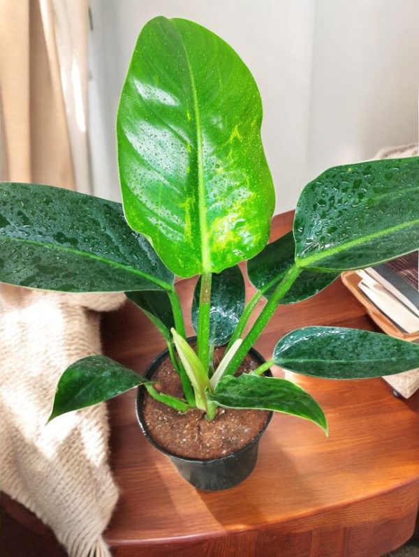 Philodendron Green Congo