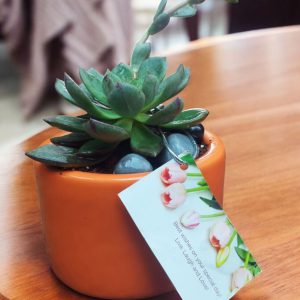 Succulent in Ceramic Pot