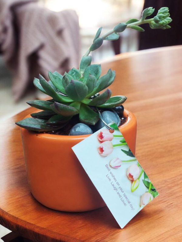 Succulent in Ceramic Pot