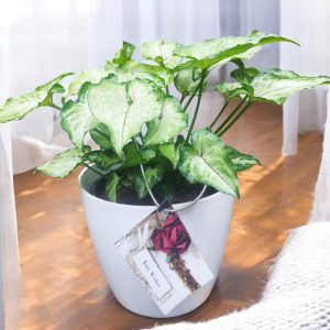 Syngonium Podophyllum Berry Allusion Gifting