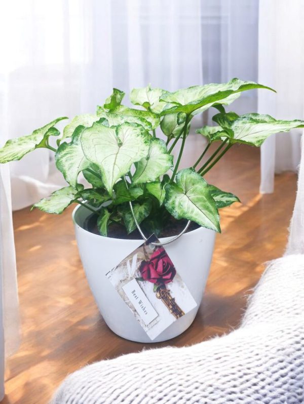 Syngonium Podophyllum Berry Allusion Gifting